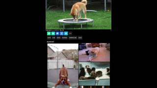 Cute puppy GIFs!!!!!😘