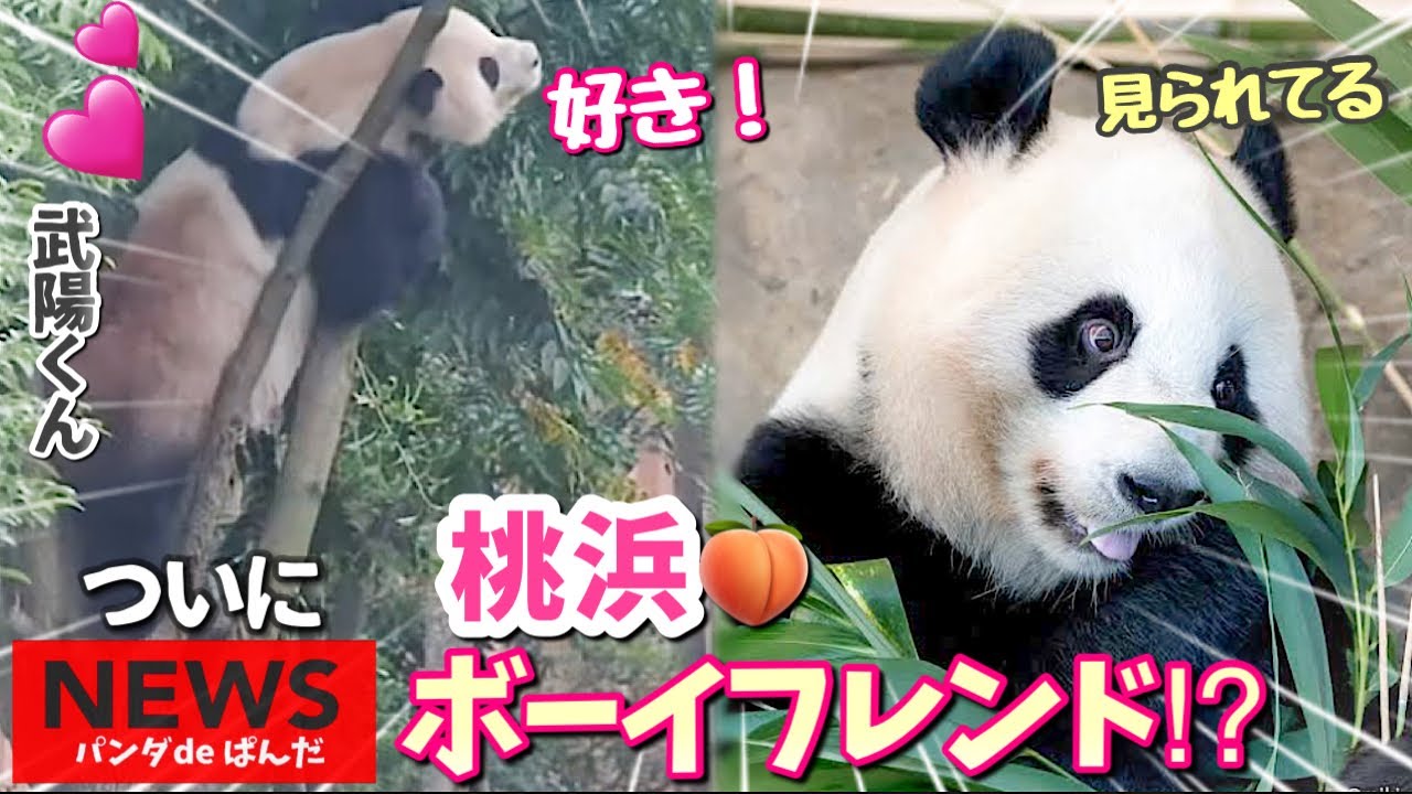 パンダアイドル楓浜】桃浜についに初ボーイフレンドか⁉️浜の妹🐼は