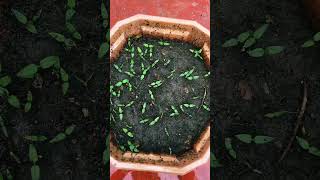 Timelapse 25 Days of Seed Germination 🌱🪴👩‍🌾 #gharkikheti #gardening