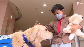 「全国のこども病院にいてくれたら患者や家族の支援につながる」病気と闘う子どもたちを支える「ファシリティドッグ」医療スタッフの一員として国内で4頭が活躍 普及に課題も【現場から、】