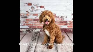 Goldendoodle by AFFINITYX#allaboutanimals# 21 views 6 months ago 43 seconds