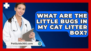 What Are The Little Bugs In My Cat Litter Box? - PetGuide360.com