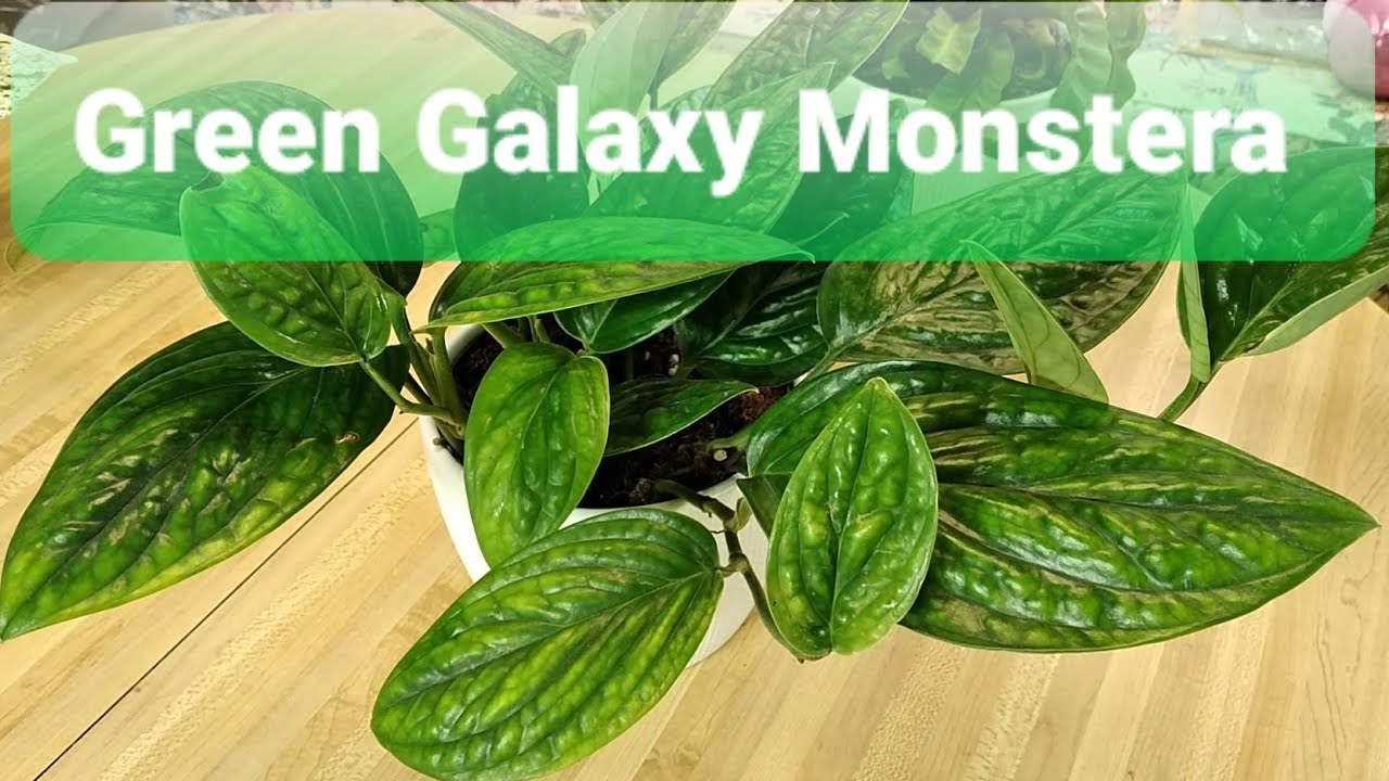 Monstera Peru/ Green Galaxy