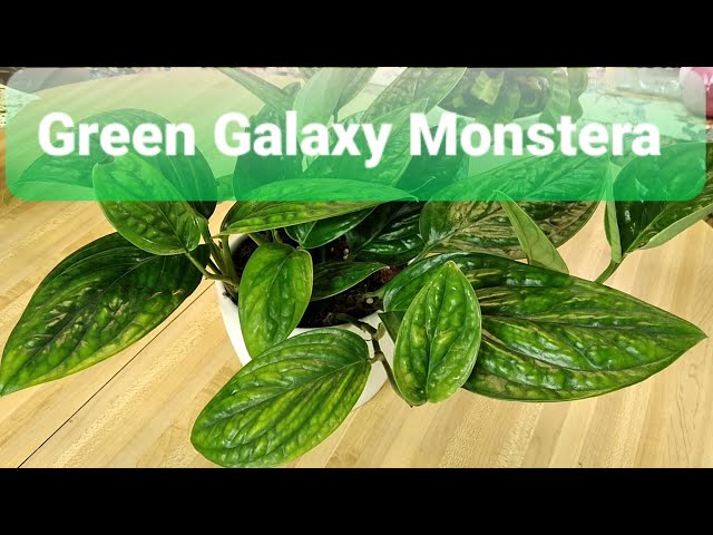 Monstera Peru/ Green Galaxy - YouTube