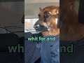 forgot mom a German dog 🐕 I have a forgot German dog #shortvideo #mom #dogloveryoutubechannel