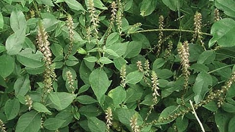 cây cỏ xước và những bài thuốc chữa bệnh