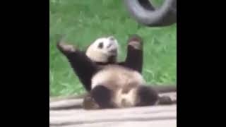 panda on crack