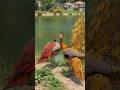 do myur aapas me bate karte hue #viralvideo #trendingshorts #shortsfeed #trending #shorts