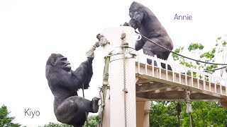 Excited Male Gorilla messes with his Sister | The Shabani's Group