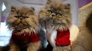 Merry Christmas from the Persian Kitten Gang at Victorian Gardens Cattery by VICTORIAN GARDENS CATTERY 1,282 views 2 years ago 1 minute, 53 seconds