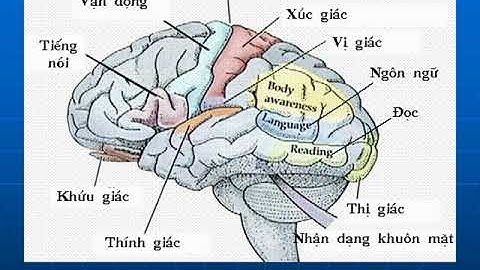 Vở bài tập Sinh 8 Bài 47: đại não