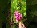 Крупнолистная гортензия Nikko Blue