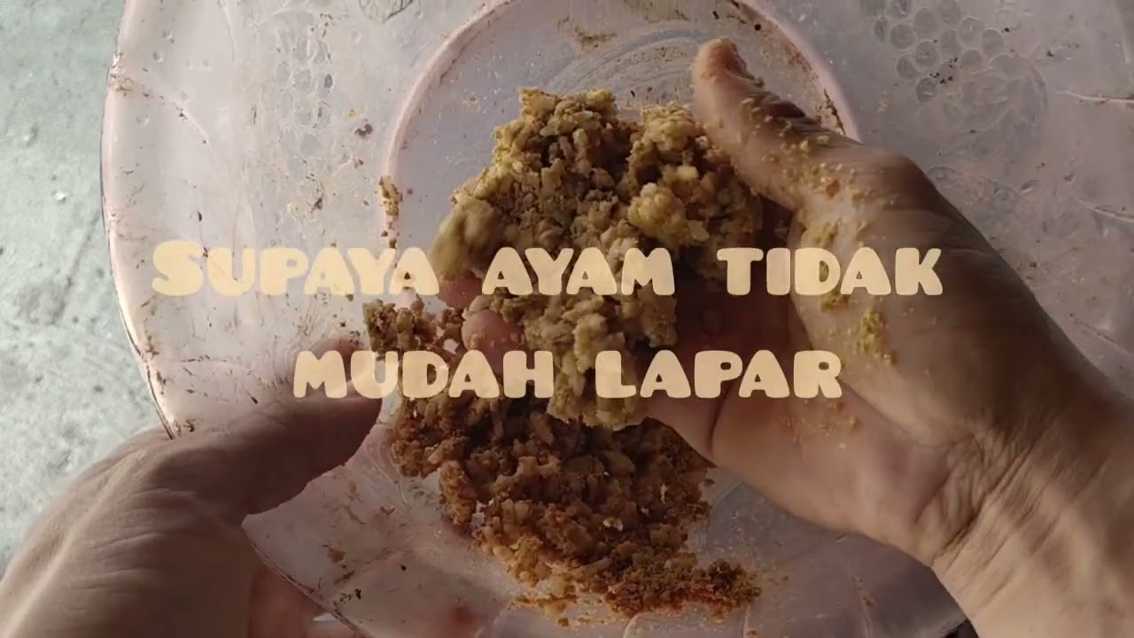 Cara BERKESAN mengubati ayam turkey sakit,pucat,tiada selera makan dan najis cair warna kuning/putih