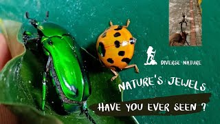 Rare Green Beetles & Yellow Ladybugs Hidden Gems Of Nature
