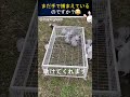 これはあなたが今まで見た中で一番クレイジーな動物の罠です！