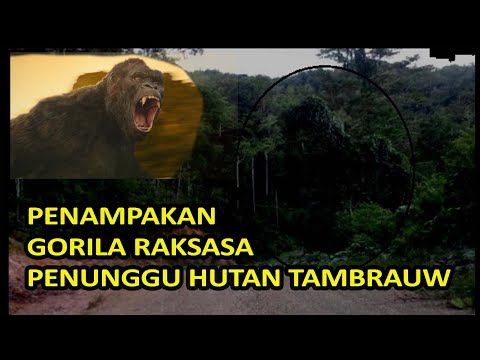 Video: Seekor Tikus Raksasa Yang Terdapat Di Hutan Papua New Guinea - Pandangan Alternatif