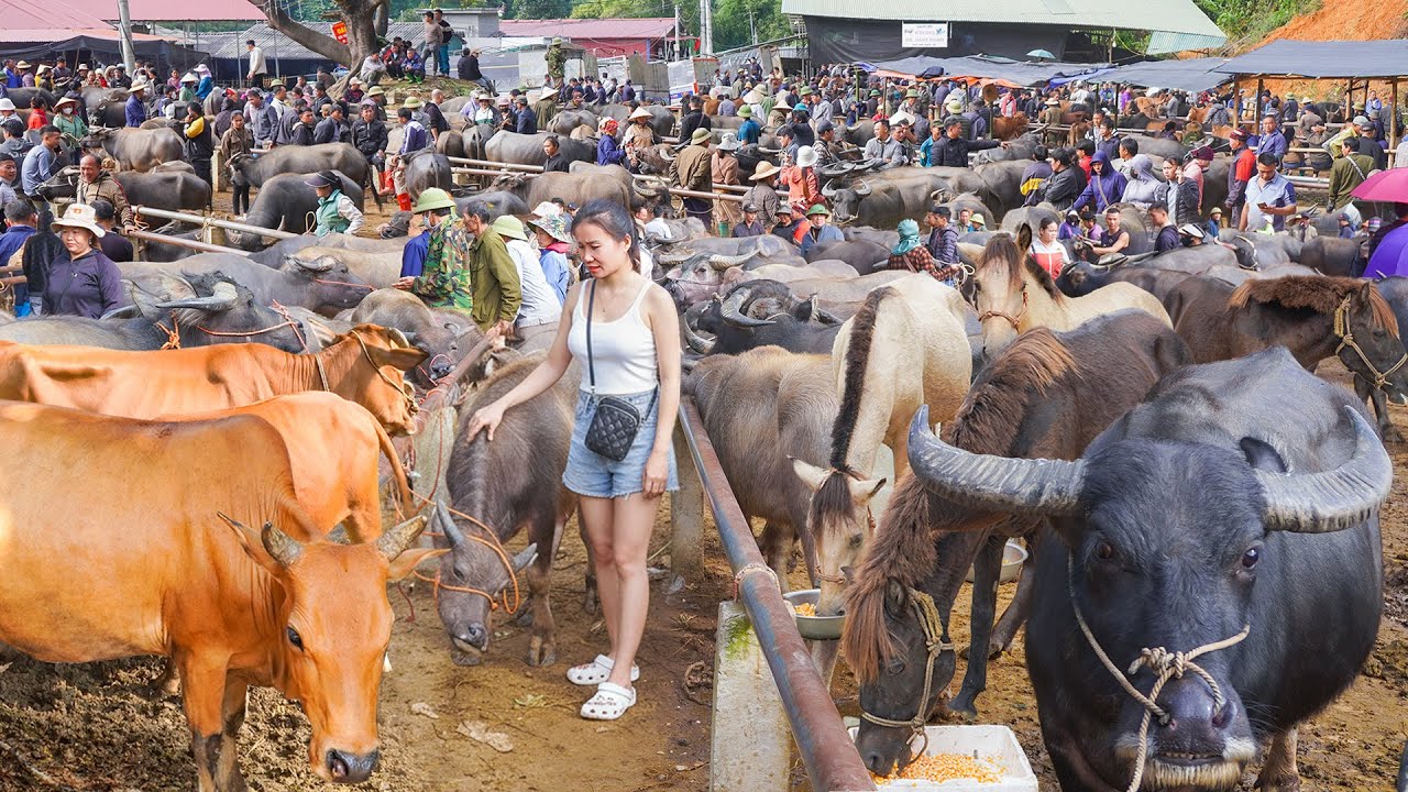 TIMELAPSE --- 125 Days Use Truck To Travel 1000Km To The Buffalo, Cow, Horse Market - Buy Buffalos
