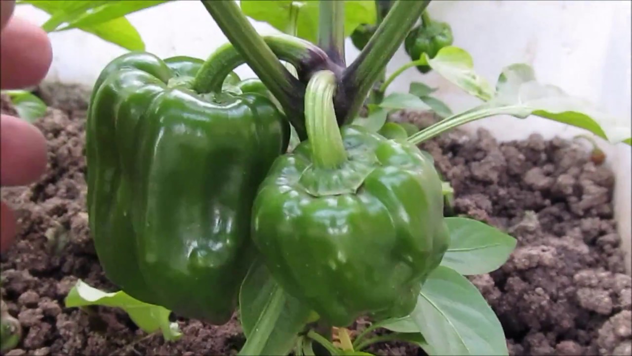 How to Grow Organic Bell Peppers on Terrace Garden - YouTube