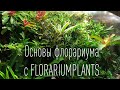 Основы палюдариума флорариума с @Florariumplants - флорариумы