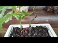 Small oak bonsai) Part 2