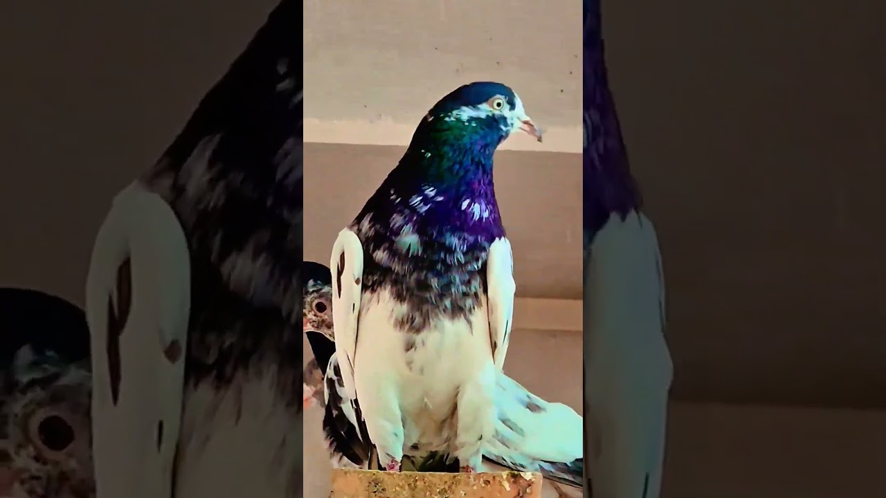 😈🔥🕊️... gold eeys kabutar 👀 