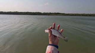 Arroyo Colorado #fishing#`speckledtrout#reds #black drum