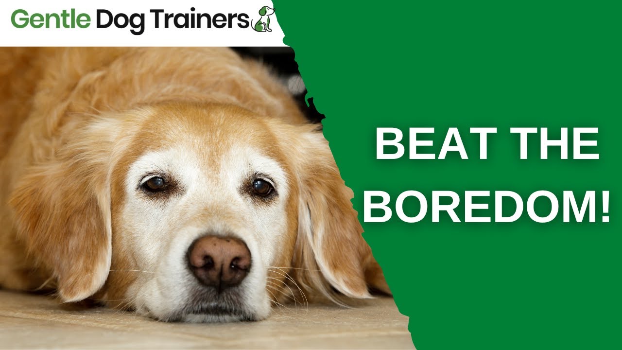 5 Fun Ways to Stimulate Your Dog's Brain – Nature's Animals