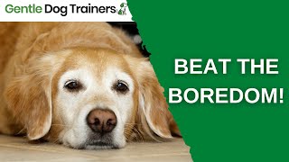 How To Mentally Stimulate Your Dog • Tail Blazers