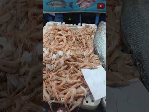 دوما الجودة والجديد الطبخ العربي المغرب العربي اسماك  شعب الصيني ماله حل اسماك