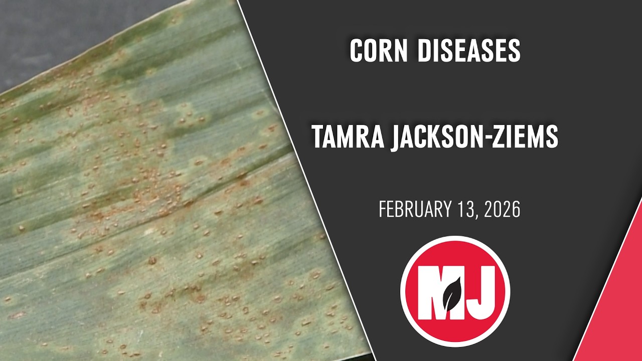 Болезни кукурузы | Тамара Джексон-Зиемс | 13 февраля 2026 г.