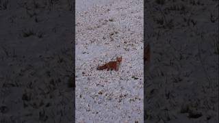 Red mist! Daytime red fox gets pulverized. #foxpro #fox #coyote #hunting #shorts