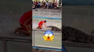 🐊 Crocodile is so happy for this lol  full video on my channel #crocodile #wildlife #crazy #short
