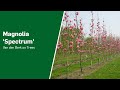 Magnolia spectrum  van den berk on trees