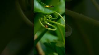 Ulat Ini Sangat Kecil, Seram dan Geli || Amazing Animals #Shorts #Short #ShortsVideo