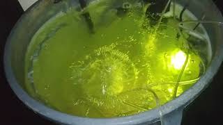 Organic OpticLED Room Update#25 #OpticLED #Tribus #Lumina #BioFuelSP #ImpelloBio #Vivosun #TeamOptic