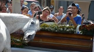 At, Çok Sevdiği Sahibinin Cenazesine Geldi, Akıl Almaz Olay Yaşandı