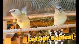My Aviaries Today - 20th September 2019 by Budgie and Aviary Birds 8,385 views 4 years ago 10 minutes, 29 seconds