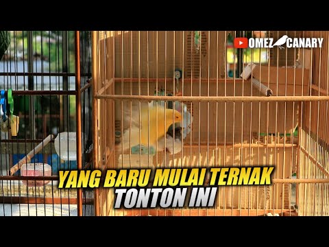 Video: Cara Memotong Paruh Burung: 9 Langkah (dengan Gambar)