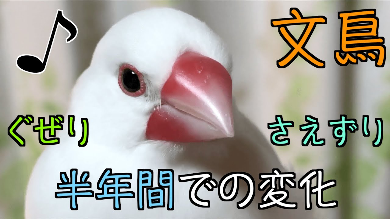 ぐぜりまとめ - YouTube