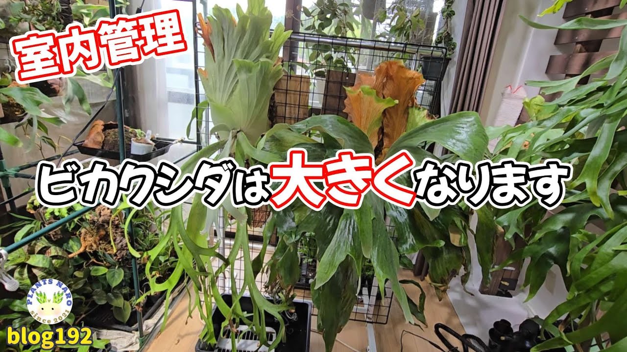 【限界目前の室内散歩✨】あの株その後・捨て時がわからない前葉体など公開🌱