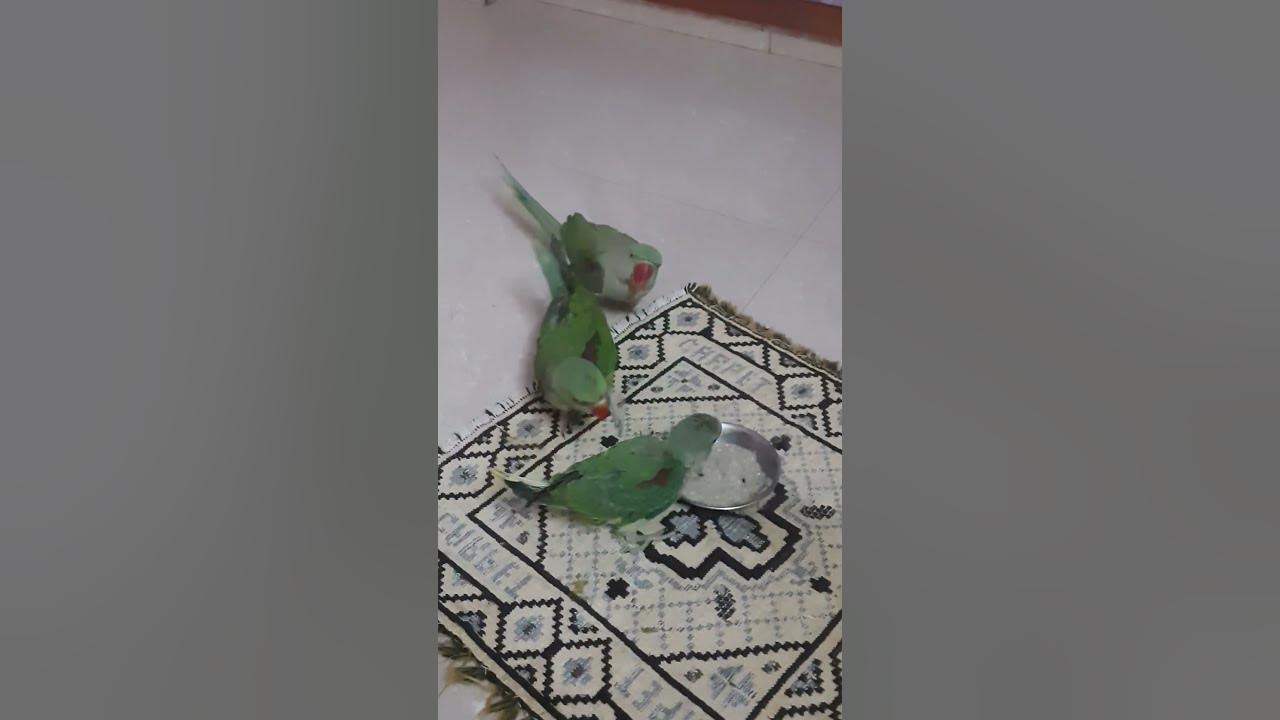 baby-parrot-food-speed-growth-youtube