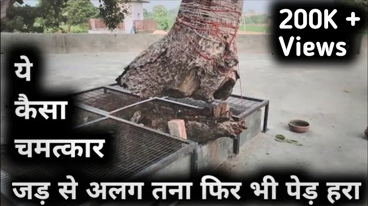 चमत्कारी वृक्ष समाधा मंदिर हांसी ।। Samadha Mandir Hansi ।। Hisar Haryana ।।  Sunita Goyal ।।