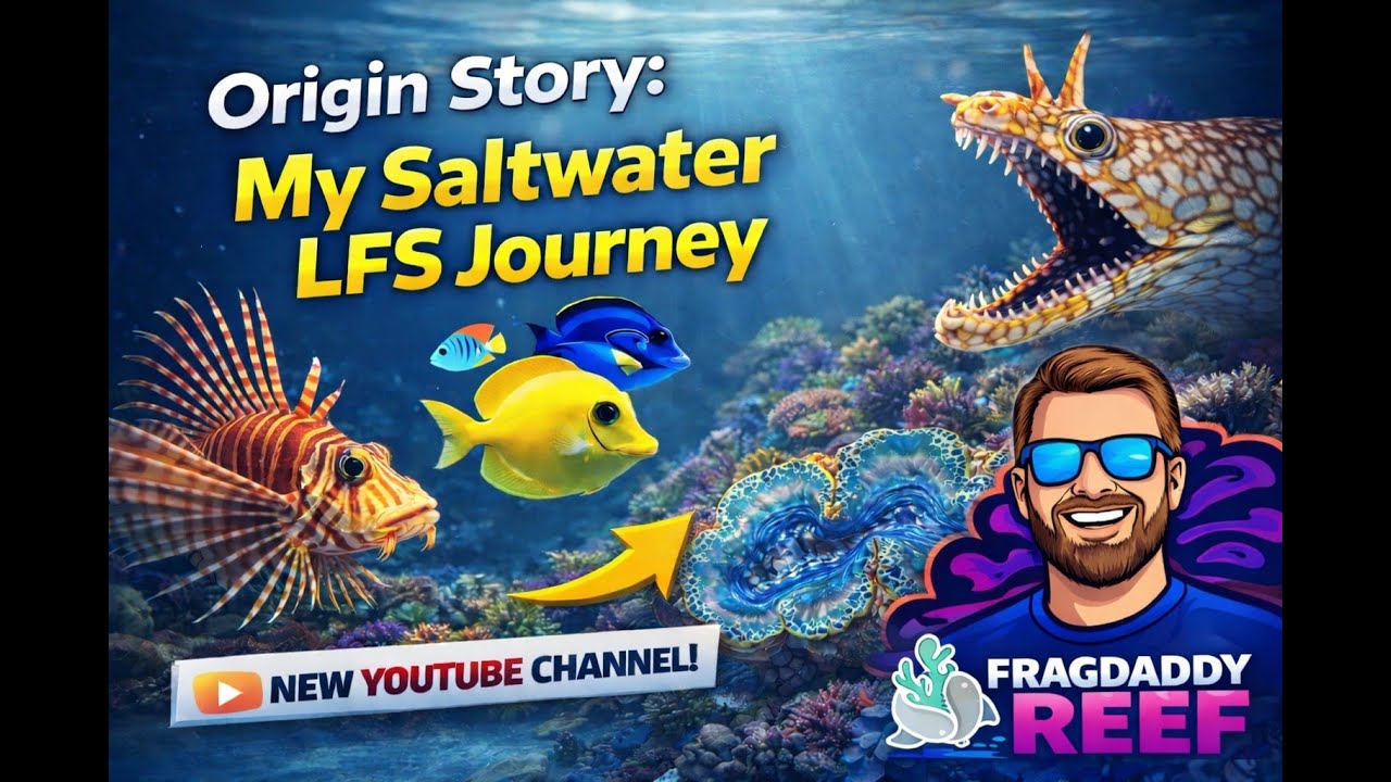FragDaddyReef - My Saltwater LFS Journey
