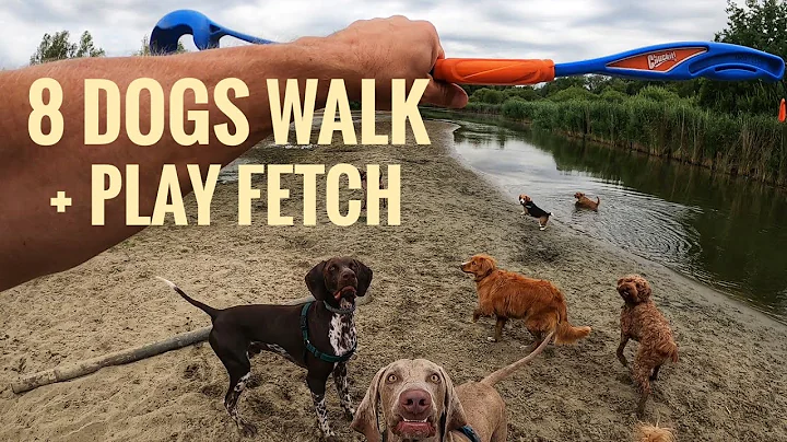 PLAYING FETCH WITH 8 DOGS