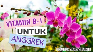 VITAMIN B1 UNTUK ANGGREK (TIPS TRIK) | NUTRISI ANGGREK