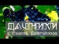 Дачники. Виноград. Как вырастить виноград в Сибири