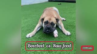 Boerboel vs RAW Food by Pawfextion 66 views 6 months ago 3 minutes, 1 second