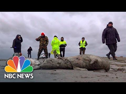 Thousands Of Dead Seals Found On Russia's Caspian Sea Coast
