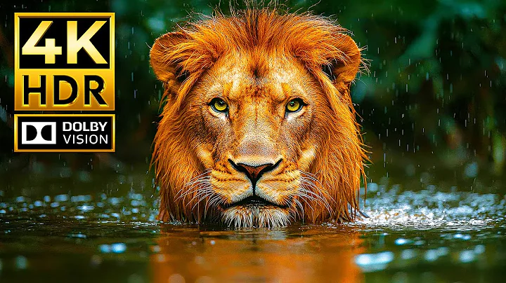Experience The Ultimate 4K Animal Video – Dolby Vision HDR & 120fps
