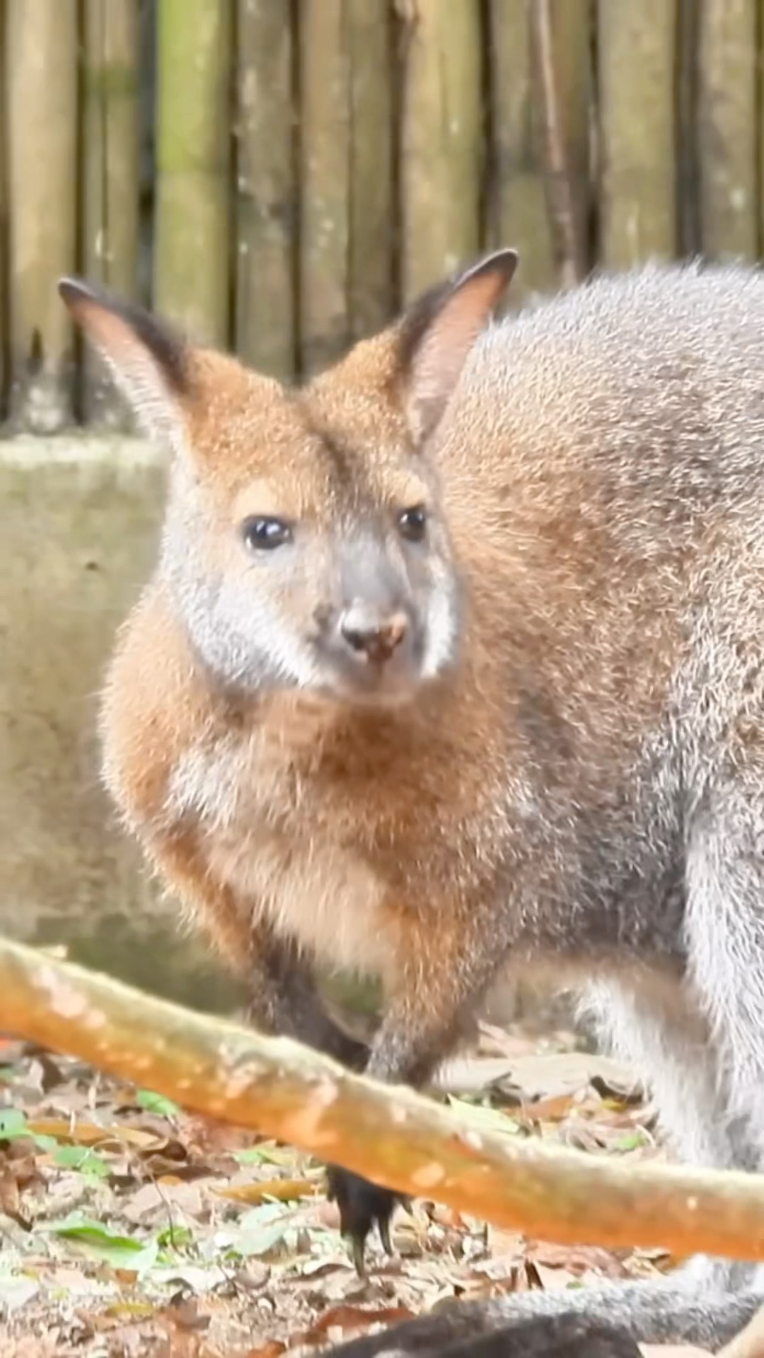 Marvelous Kangaroo